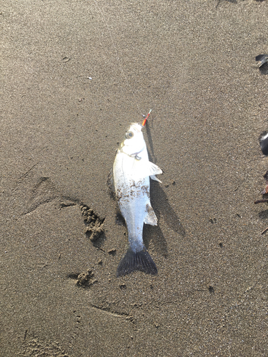 セイゴ（ヒラスズキ）の釣果