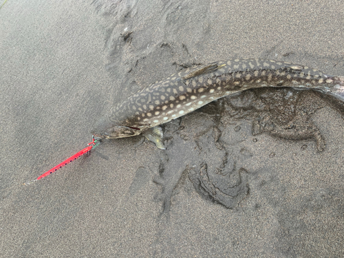 アメマスの釣果