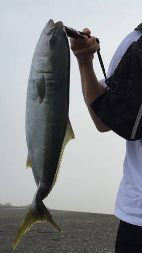 ワラサの釣果