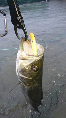 スズキの釣果