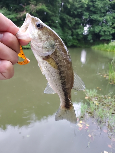 ブラックバスの釣果