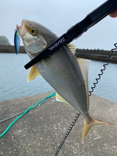 ショゴの釣果