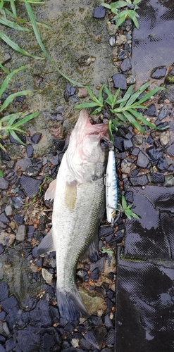 ブラックバスの釣果