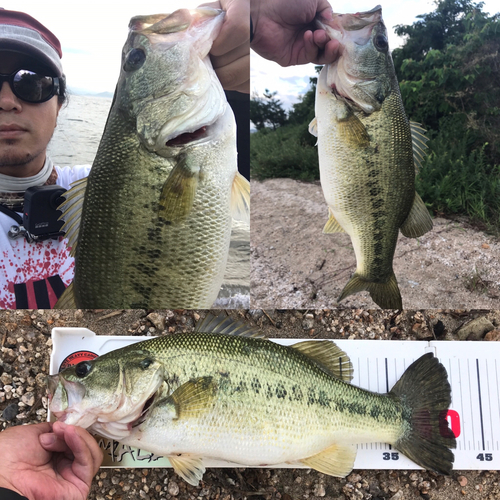 ブラックバスの釣果