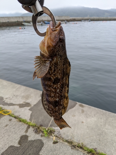 アイナメの釣果