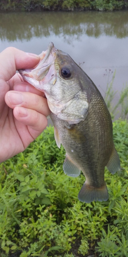 ラージマウスバスの釣果