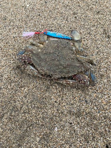 カニの釣果