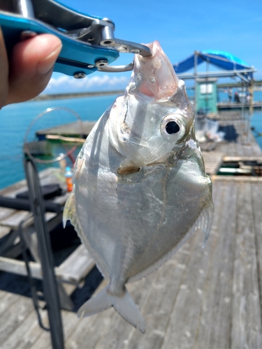 セイタカヒイラギの釣果