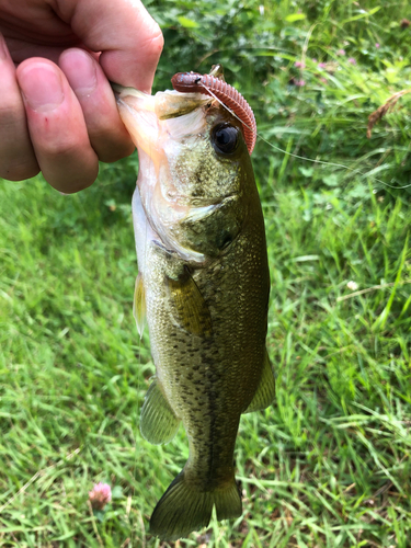 ラージマウスバスの釣果