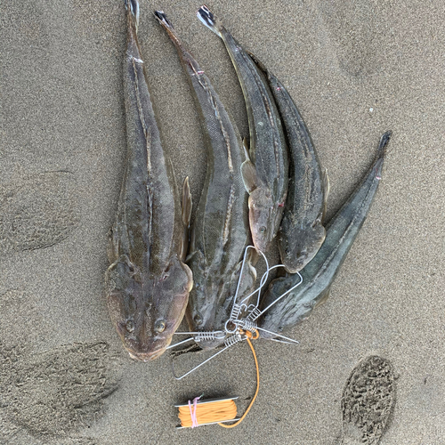 マゴチの釣果