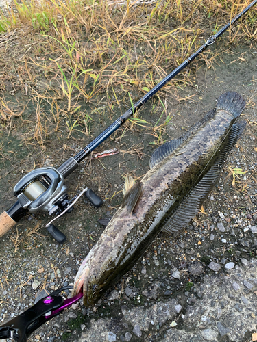 ライギョの釣果