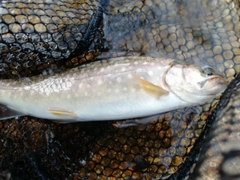 イワナの釣果