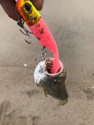 イシモチの釣果