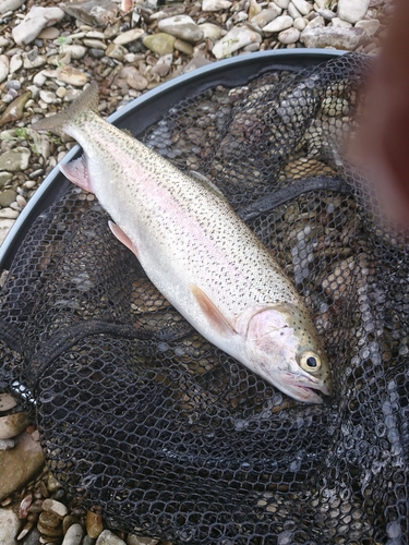 ニジマスの釣果