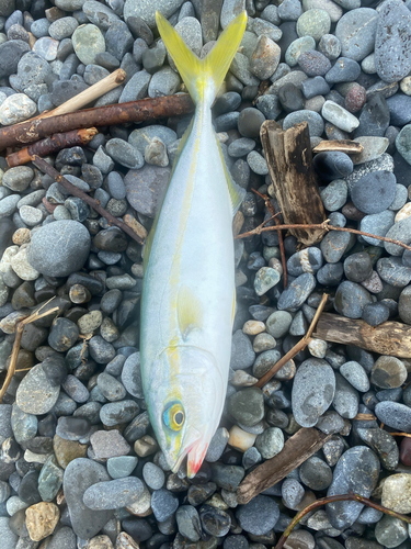 ワカシの釣果