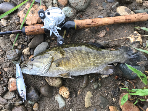 スモールマウスバスの釣果