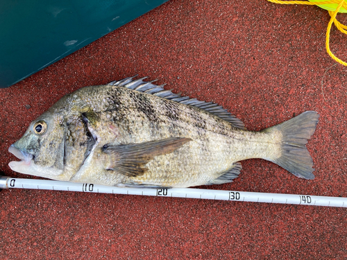 チヌの釣果