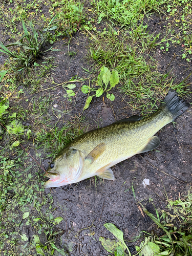 釣果