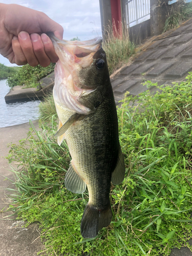 ラージマウスバスの釣果