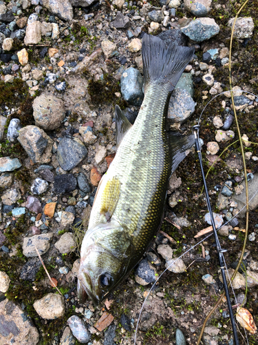 ラージマウスバスの釣果