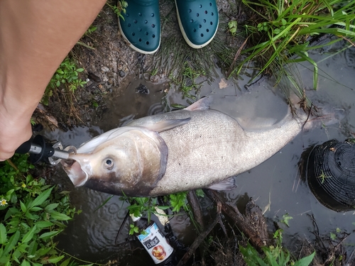 ソウギョの釣果