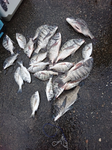 クロダイの釣果