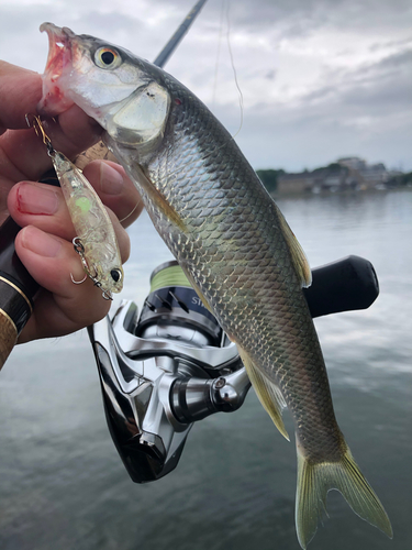 ハスの釣果