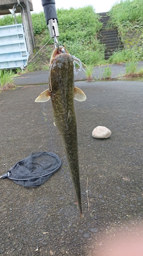 ナマズの釣果