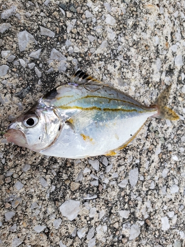 エノハの釣果