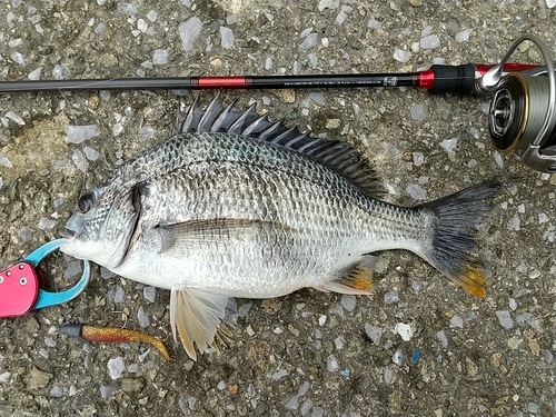 キビレの釣果