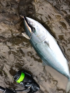 イナダの釣果