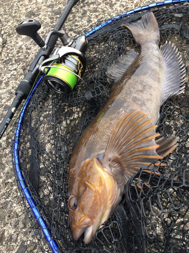 アイナメの釣果