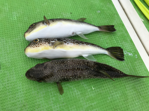 ショウサイフグの釣果