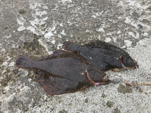 マツカワの釣果