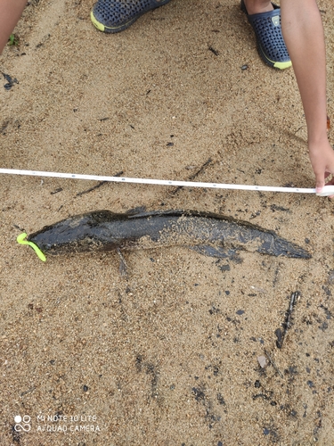 スネークヘッドの釣果