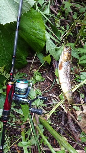 ブラウントラウトの釣果