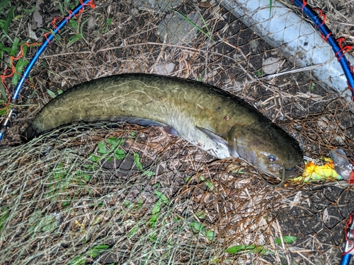 ナマズの釣果