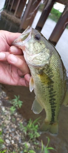 ラージマウスバスの釣果