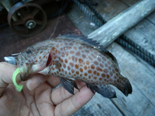 オオモンハタの釣果