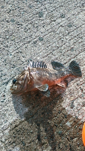 ハチガラの釣果