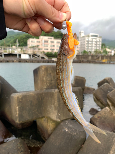 エソの釣果