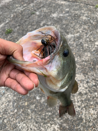 ラージマウスバスの釣果