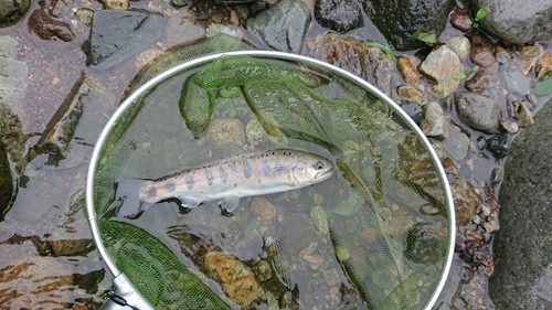 ヤマメの釣果