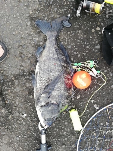 クロダイの釣果