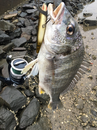 チヌの釣果