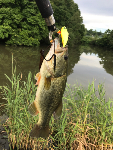 ラージマウスバスの釣果