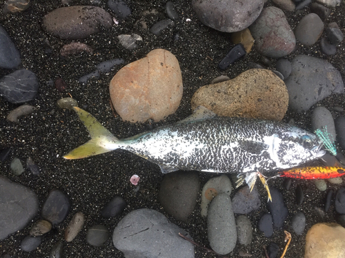 ツバスの釣果