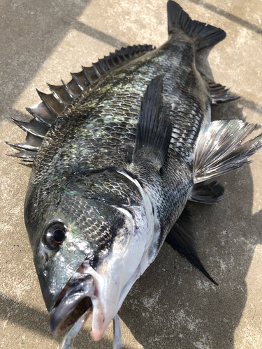 クロダイの釣果