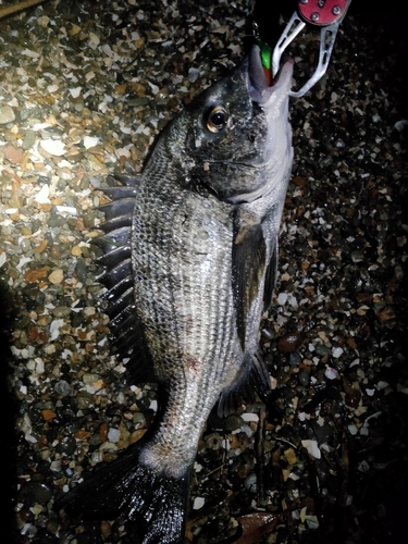 クロダイの釣果