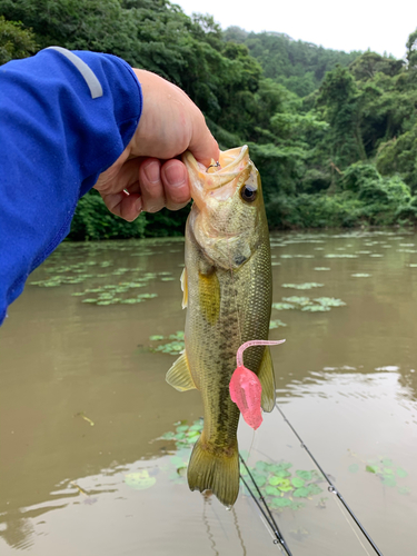 ラージマウスバスの釣果